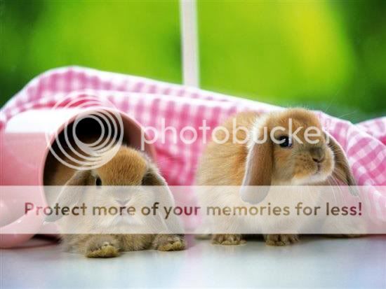 332bb722da2e3245511d2c8979b83810 we