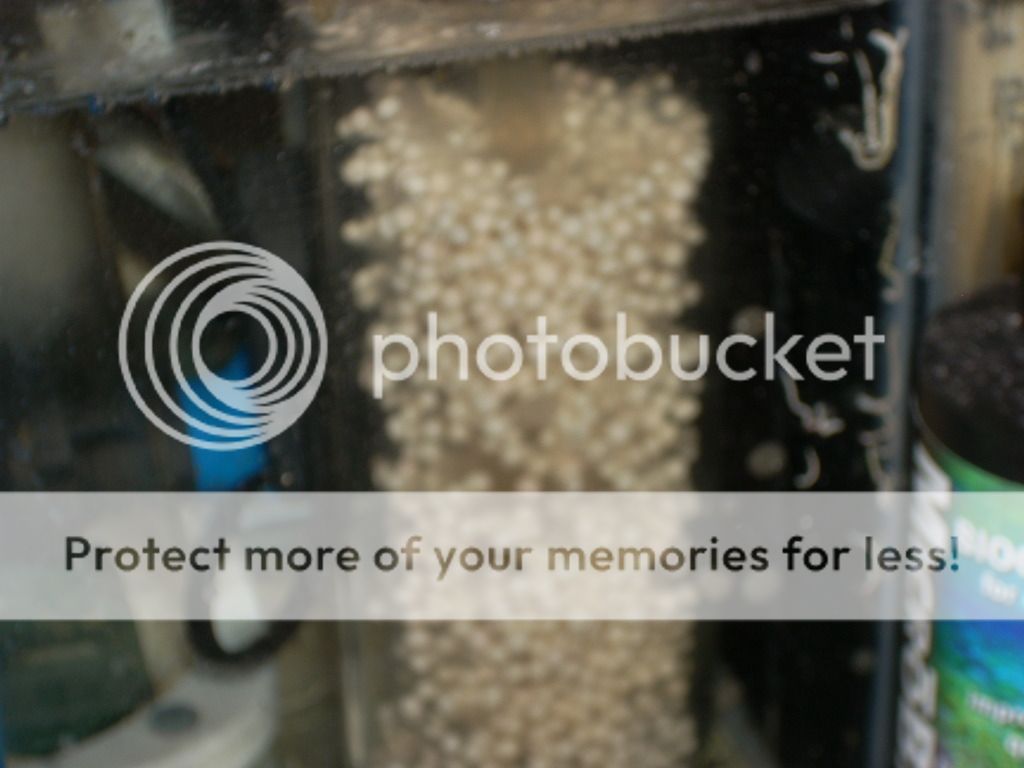 bio pellets clumping reef central online community