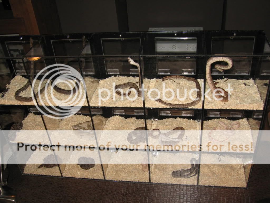 New display unit Reptile Forums