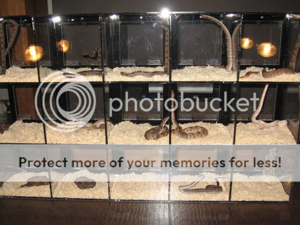 New display unit Reptile Forums