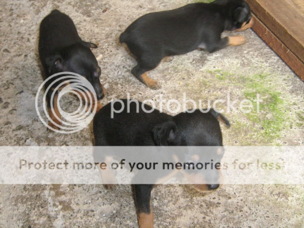 Donovan Pinscher http://www.89decibeles.com/foro/anuncios/10854